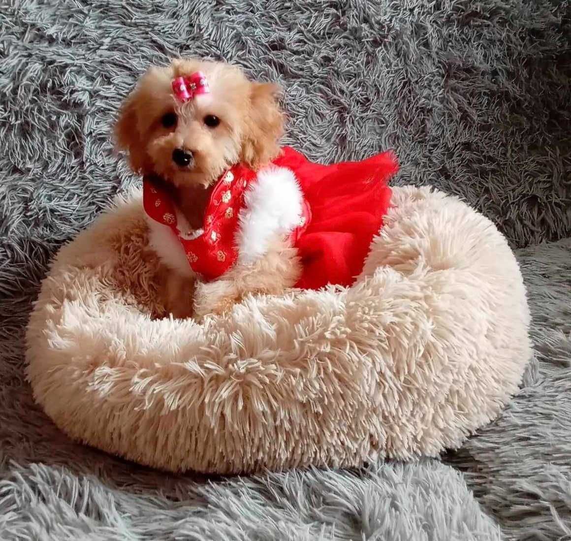 Maltipoo suczka szczenie