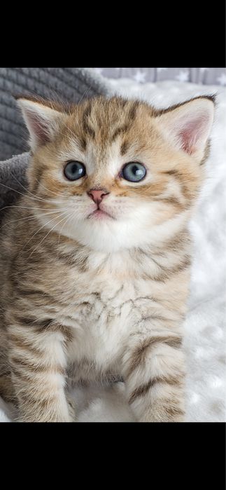 Полосатая девочка табби, шотландская, с прививками,котенок