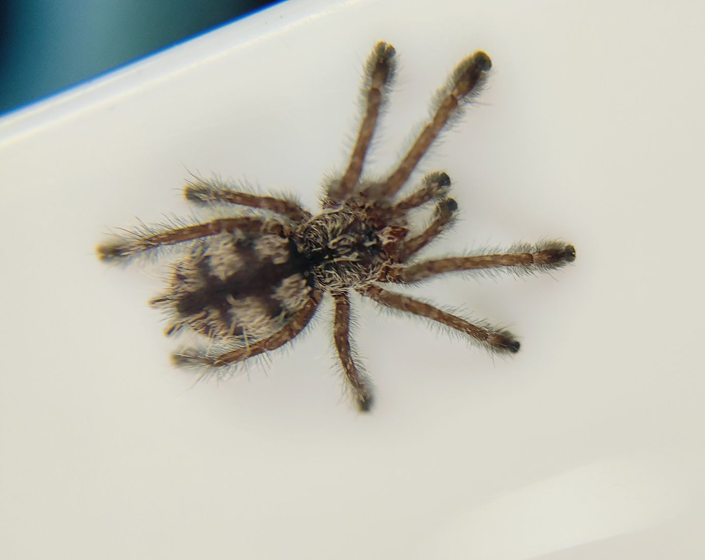 Avicularia purpurea L3