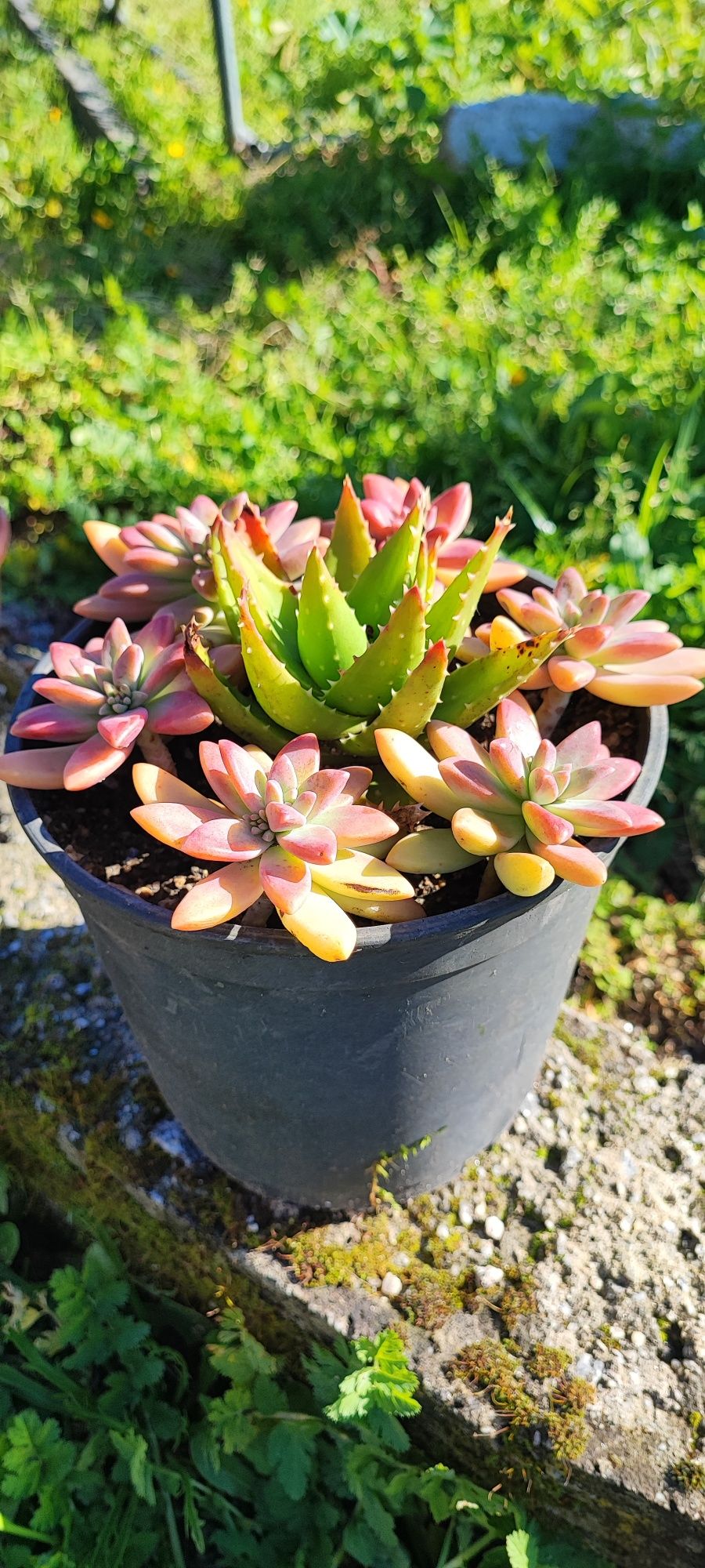 Planta suculenta