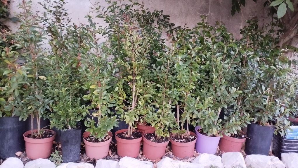Vendo arbusto Eugénia