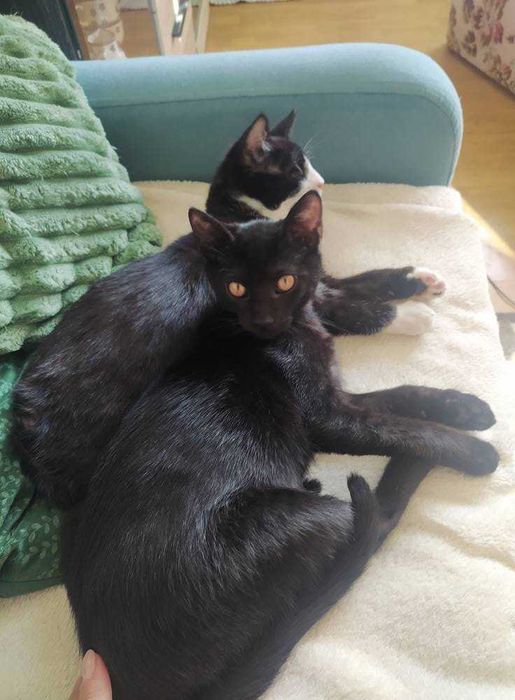 cudowne kociaki do oddania w odpowiednie rece