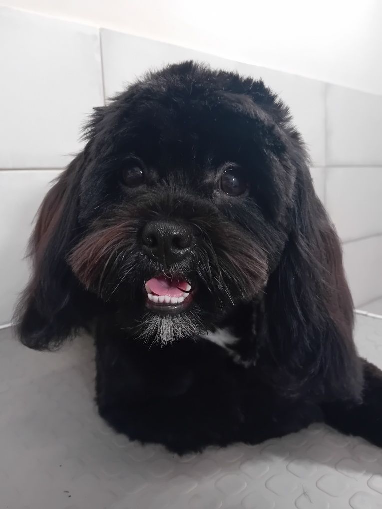 Groomer- psi fryzjer strzyzenie pielęgnacja dla psów i kotów