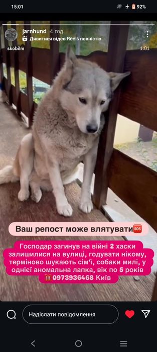 Хаскі. Хазяїн загинув на фронті