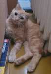 Rudy kocurek do adopcji