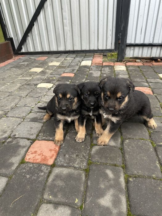 Німецькі вівчарки супер цуценята,вірні охоронці.