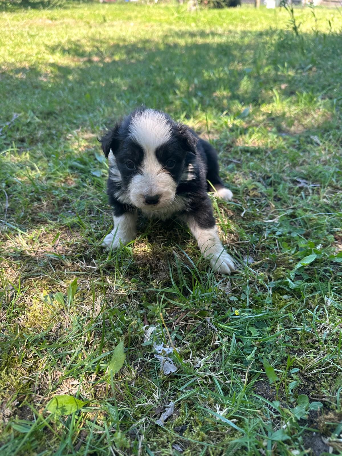 Border Collie ur. 09.06.2025 r.