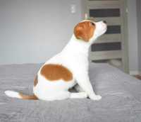 Jack Russell Terier piesek