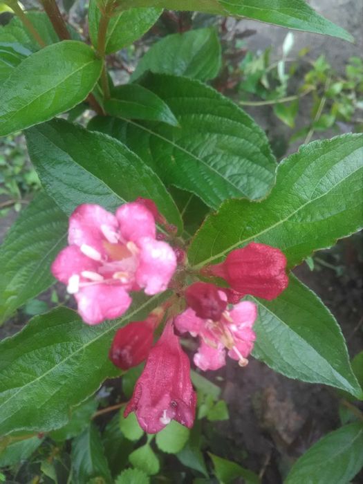 Лапчатка,дерен,тамарикс,жимолость..Декоративні кущі