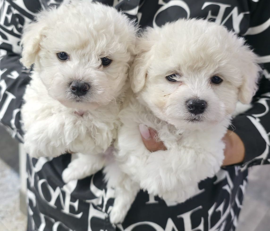 Bichon Frise FCI cudowna dziewczynka