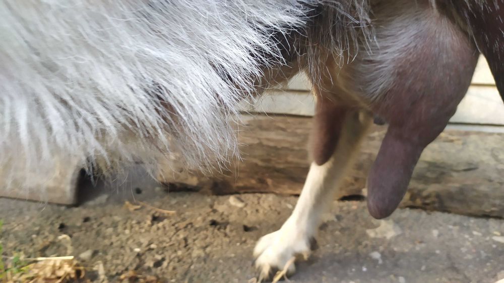 Коза дійна 2 роки