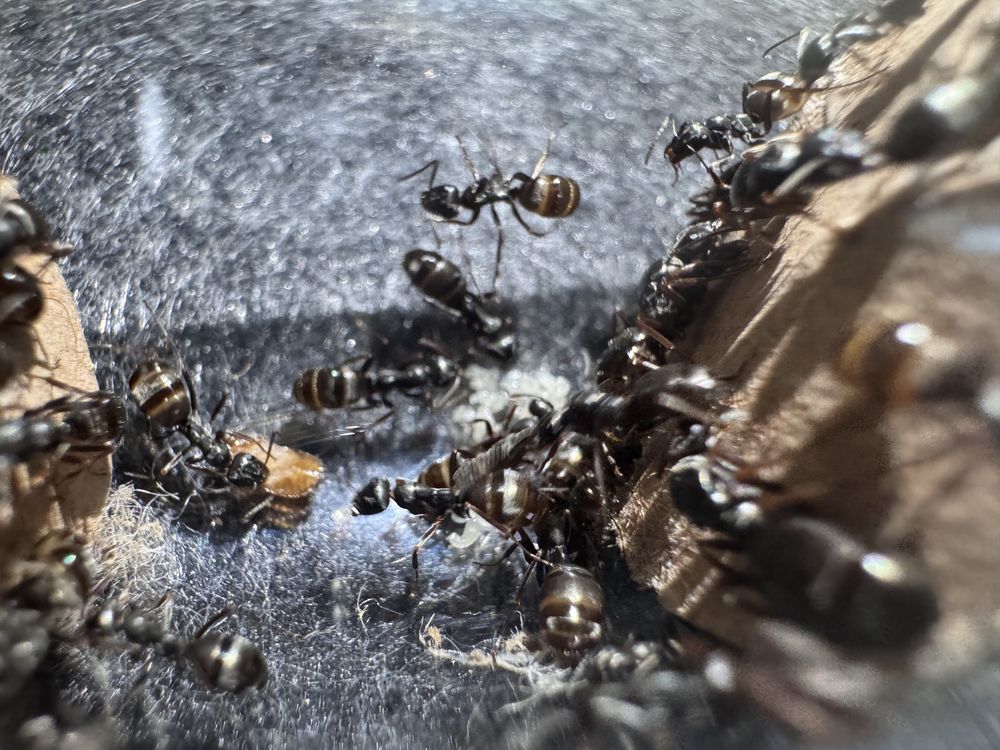 Mrówki formica fusca 9królowych+200 robotnic