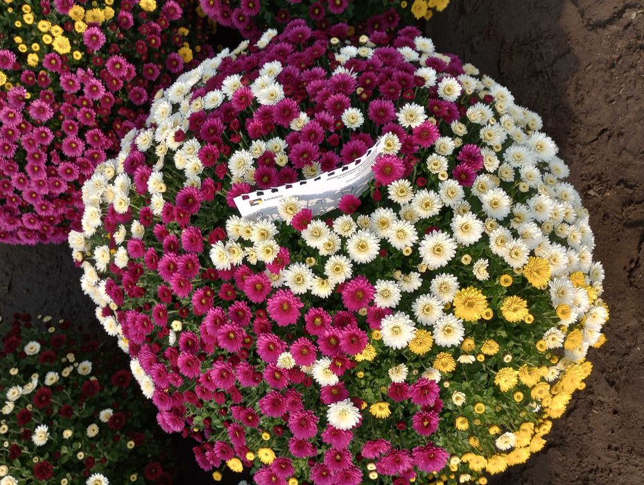 Chryzantemy drobnokwiatowe - trójkolory  miksy  na 01.11