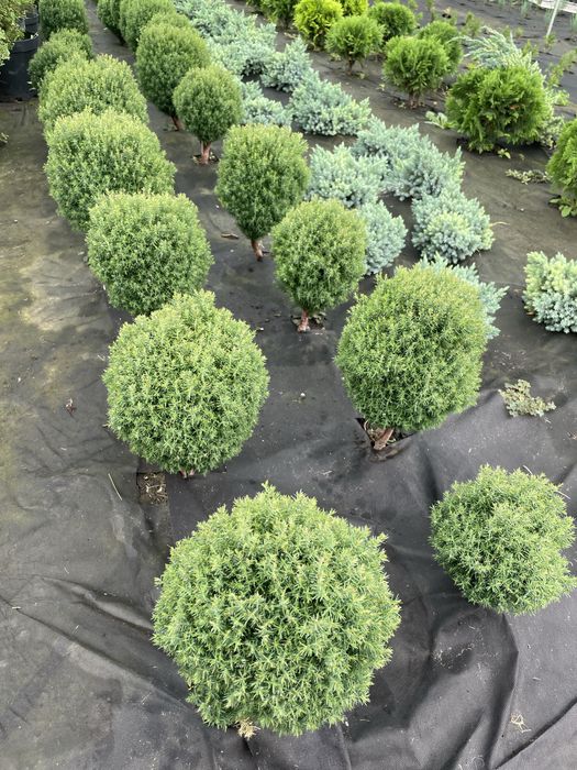 Хвойні рослини для ландшафтного дизайну !!!