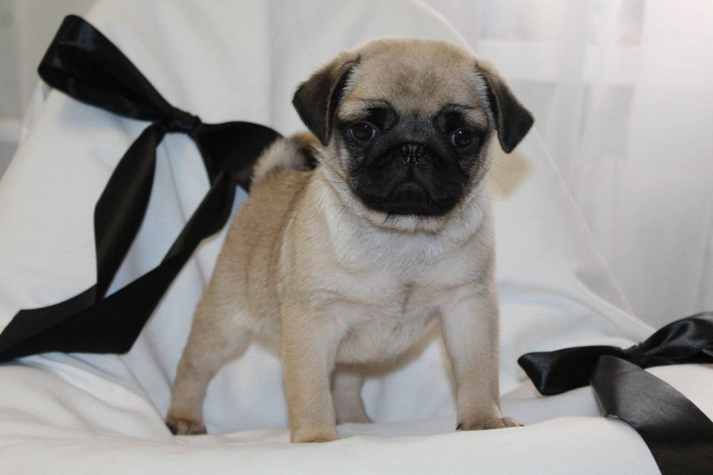 Розкішні мопсики