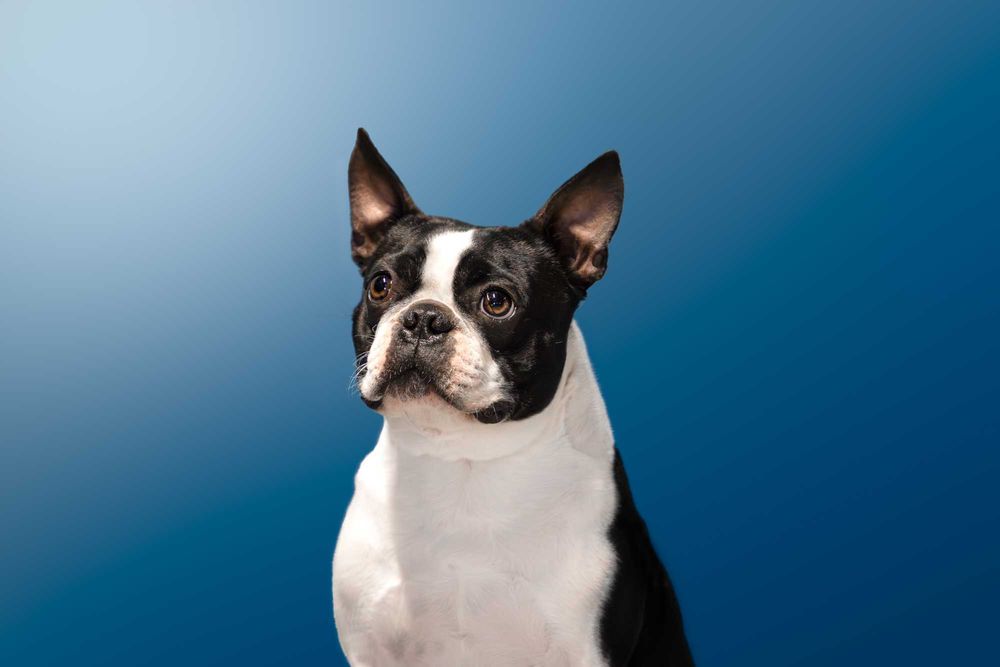 REPRODUKTOR / Oferta krycia - Boston Terrier