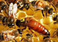 Продам пчелосемьи (Бакфаст)