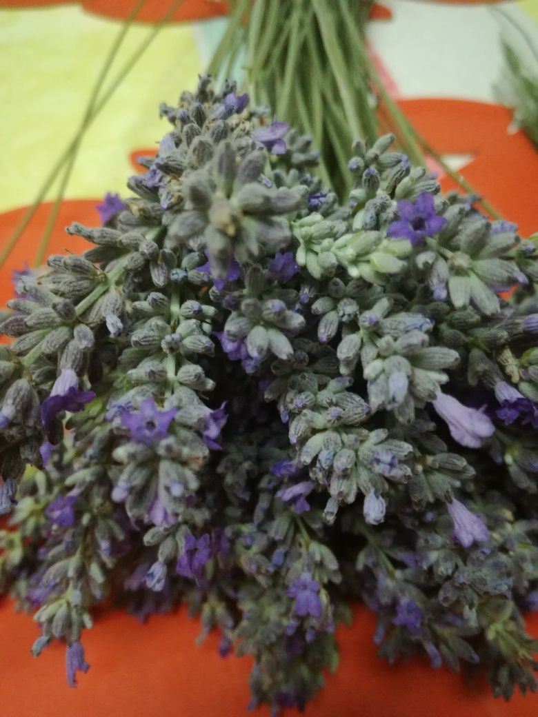 Alfazema/Lavanda seca a granel