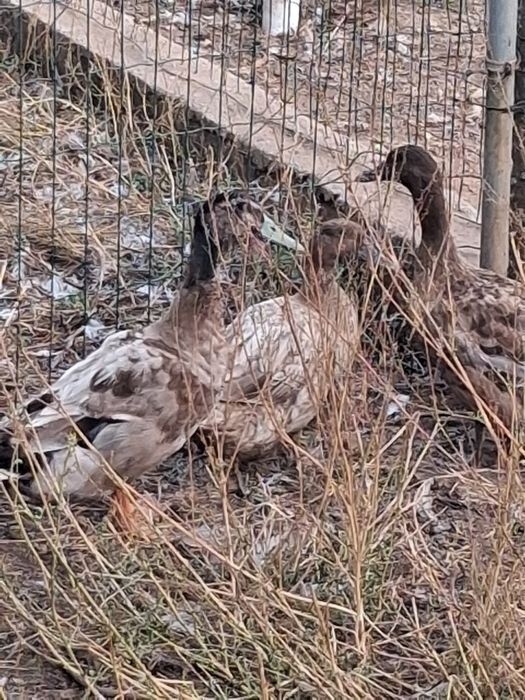 Vendo patos ruoan animais adultos