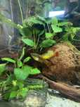 Platka- Zmienniak wielobarwny Variatus multicolor