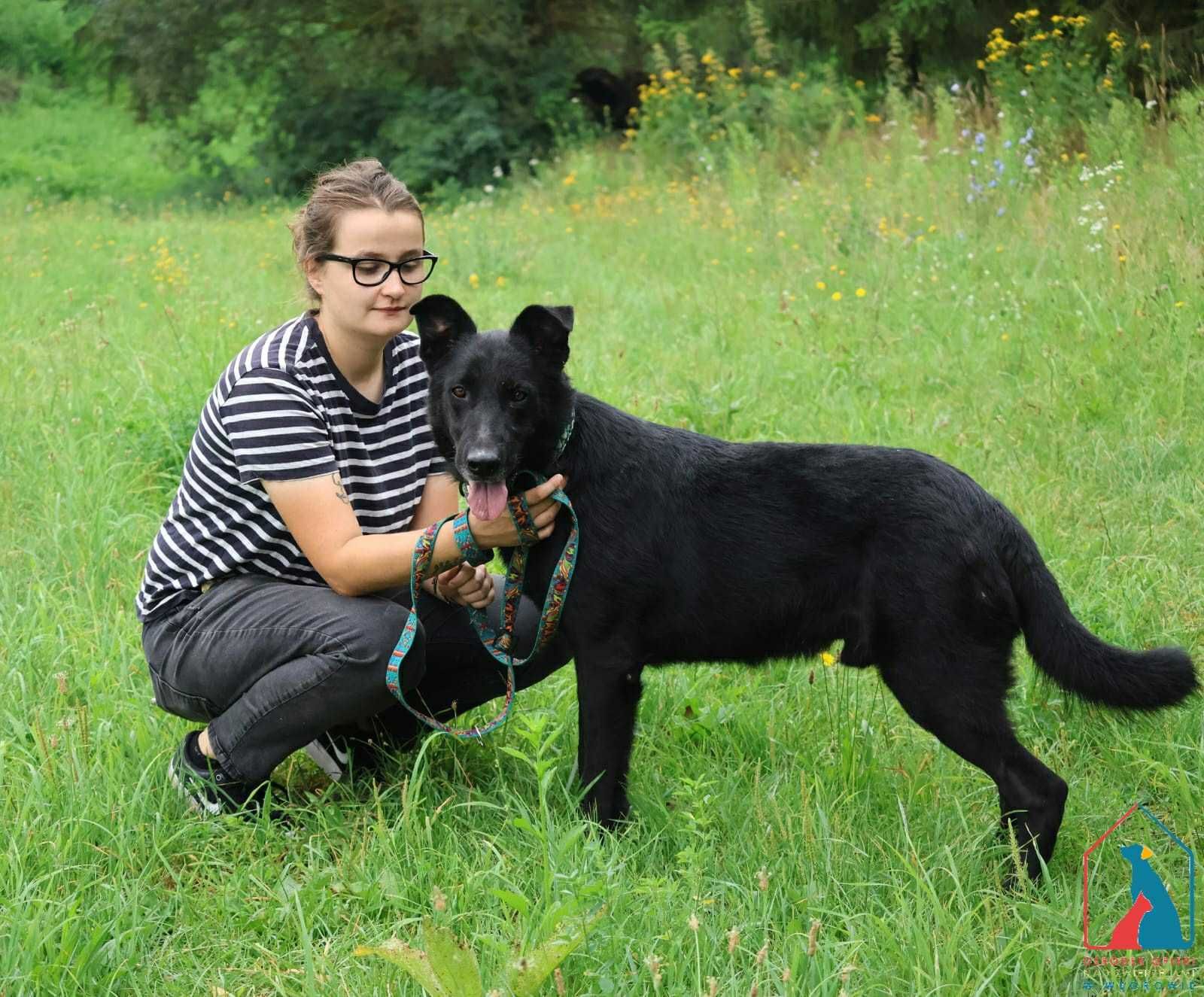 PIĘKNY, KOCHANY, duży psiak - pełen miłości i radości życia - adoptuj