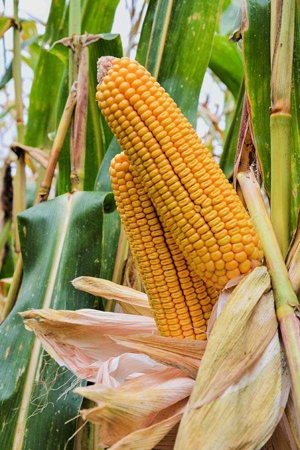 Kukurydza KIDEMOS, FAO 260, 50tyś. nasion/Z/-przyjmujemy zamówienia