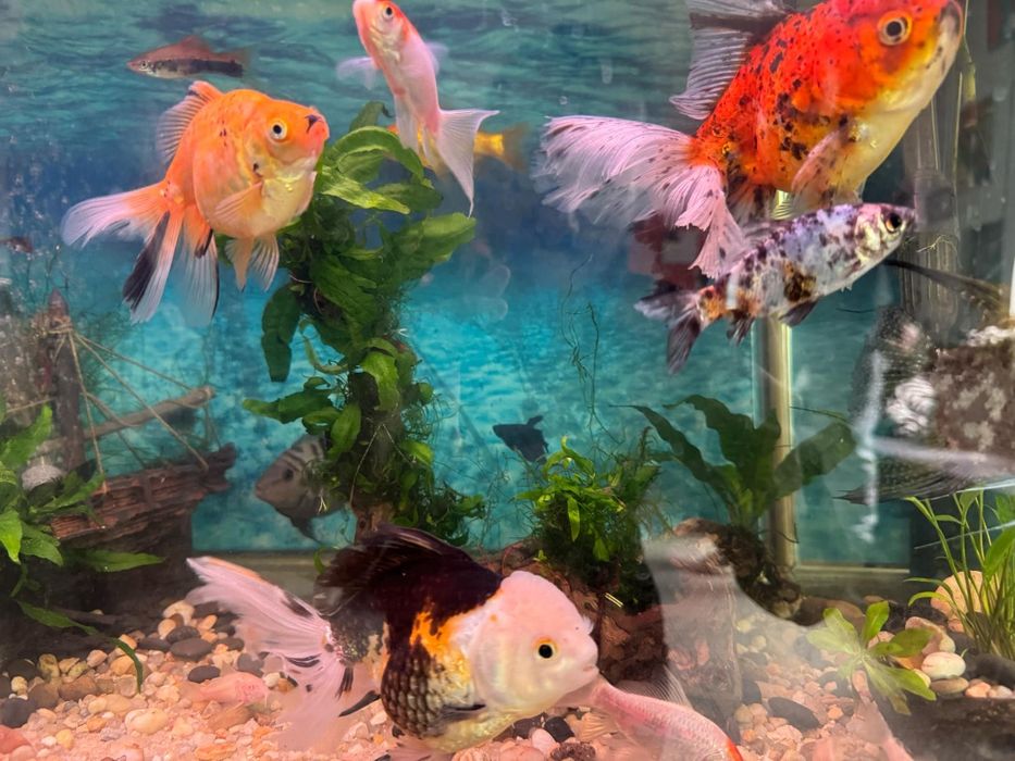 Troncos naturais para aquarios