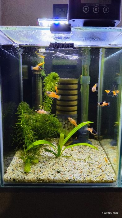 Platka młode rybki 8 sztuk