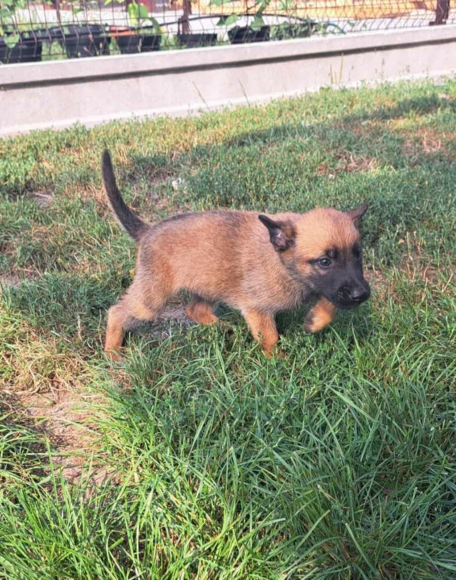 Owczarek belgijski Malinois suczka gotowa do odbioru