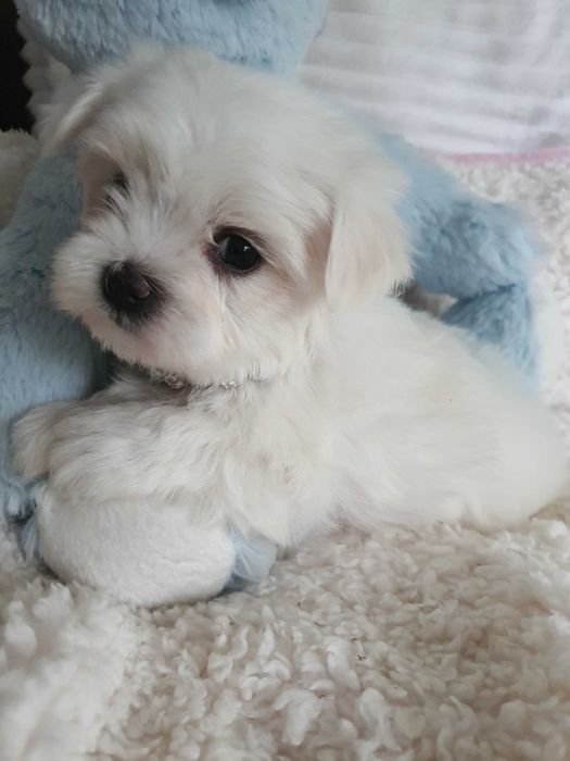 Pieski Maltańczyki Mini z rodowodem, pełna dokumentacja.