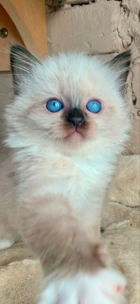 Ragdoll Kotka i Kocurek + paszport