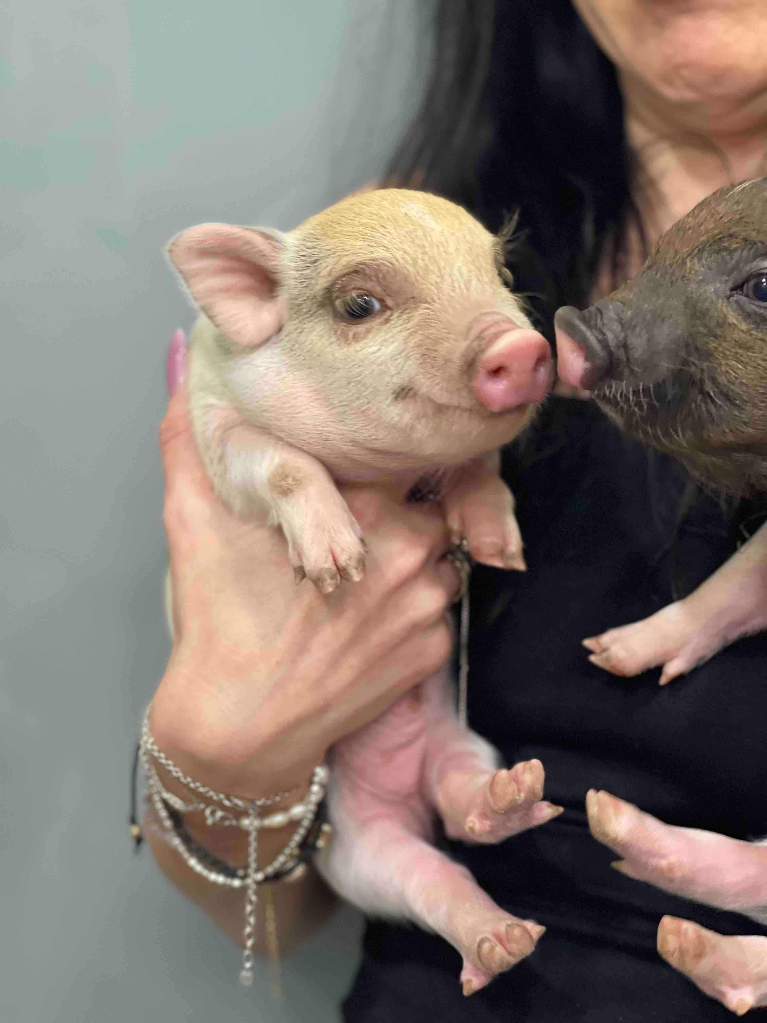 Mini pig мини пиг, міні піги плямисті та чорні