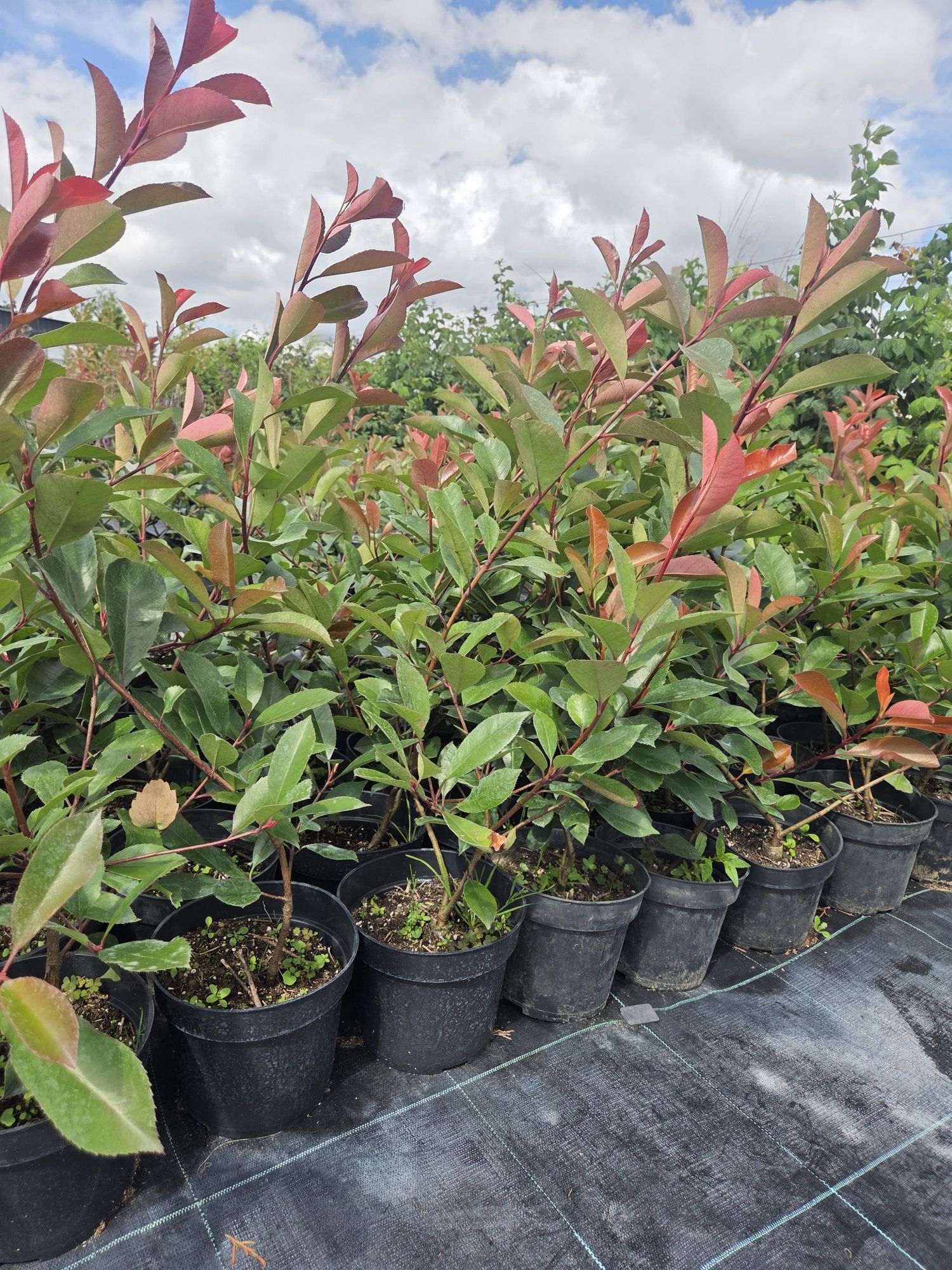 Głogowbik Photinia Redrobin 80cm donicach C5