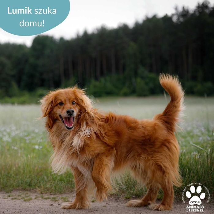 Lumik szuka kochającej rodziny!