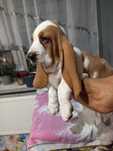 Piesek basset hound