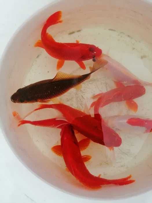 karaś ozdobny 16-20 cm , rożne kolory, ryby do oczka wodnego, stawu,