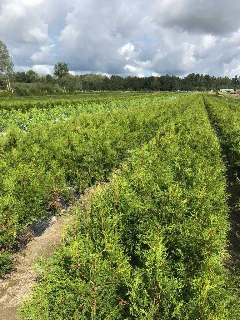 Tuja brabant 270-300 cm Thuja 300 cm Balot Wysył gratis Stargard