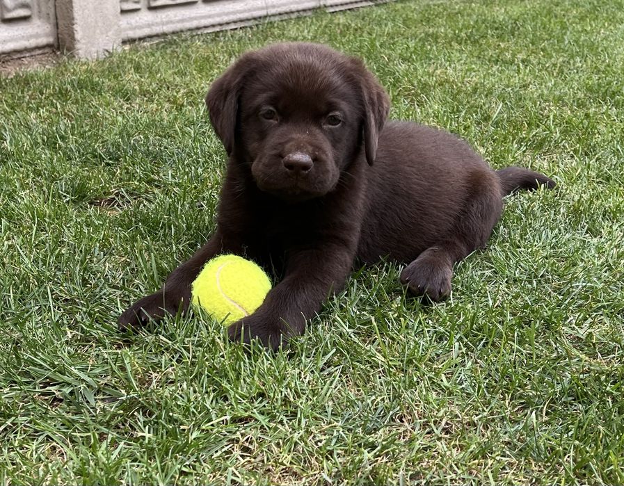 Labrador Retriever czekoladowa suczka