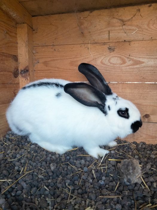 Sprzedam króliki