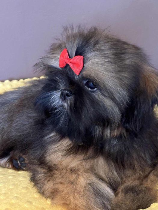 Piesek Loris 5 m-cy shih tzu Zkwp FCI szuka domku
