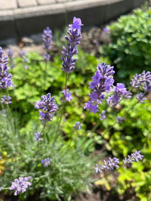 Папоротник. Папоротник садовый. Папороть.