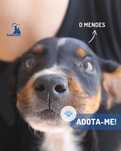 Mendes cachorro ficara porte medio