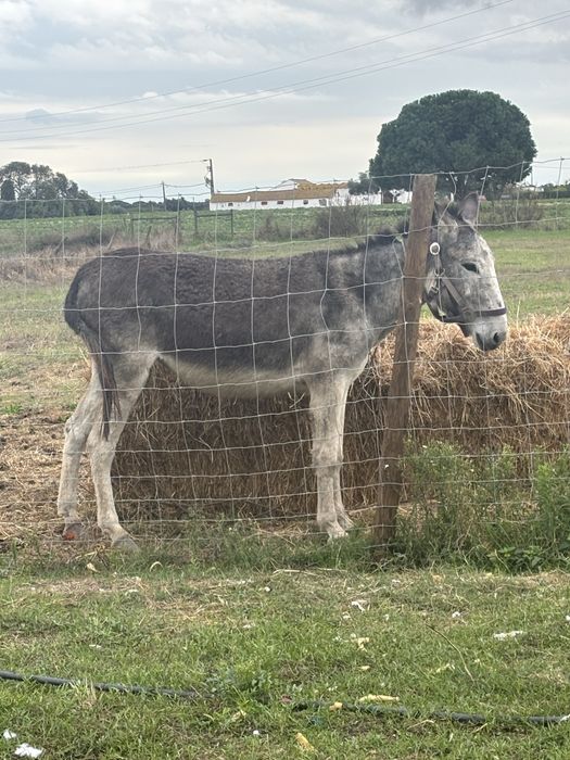 Vendo Burra Femea 4 Anos