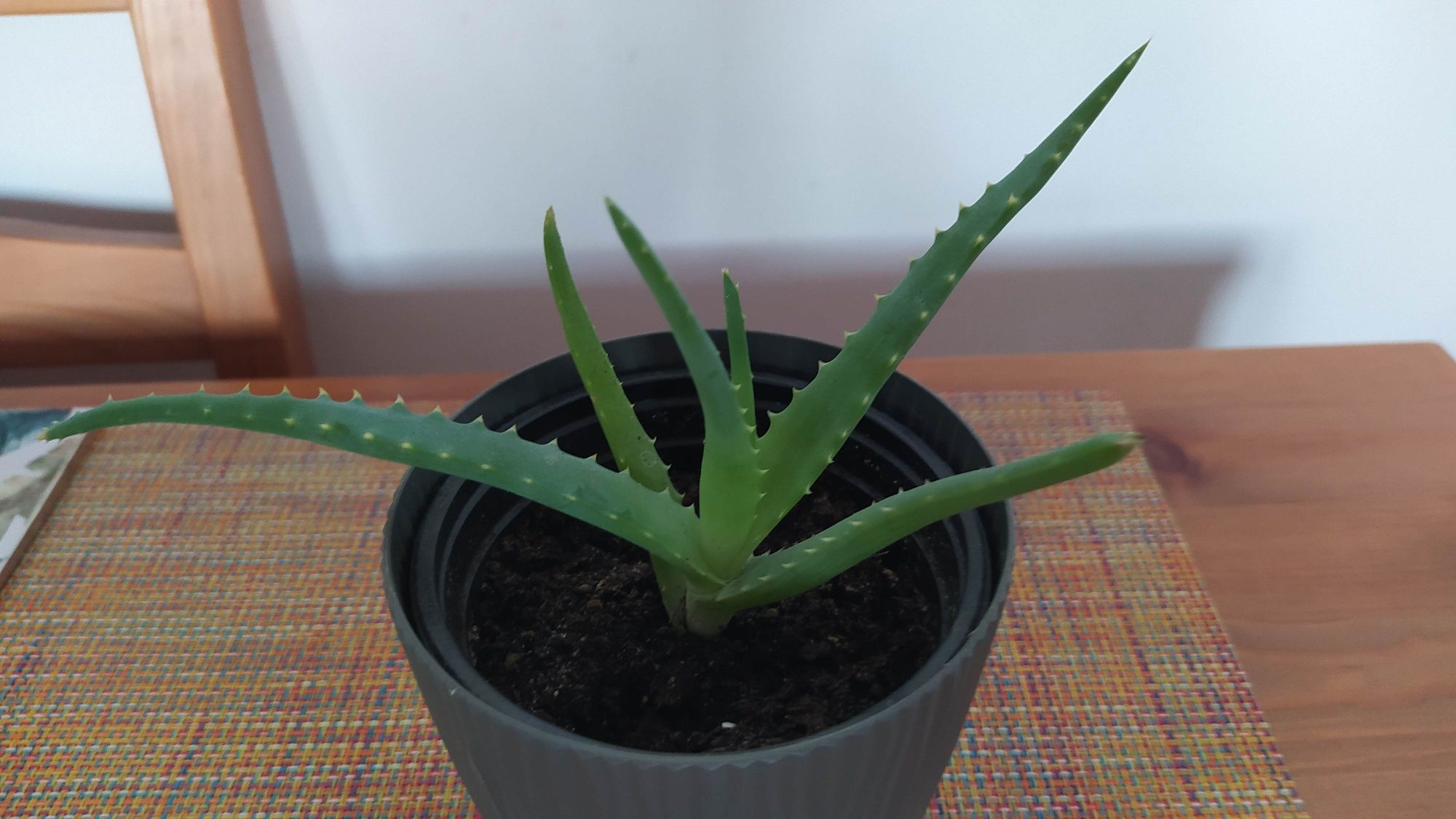 Aloes leczniczy aloe vera sadzonka