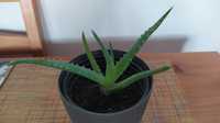 Aloes leczniczy aloe vera sadzonka