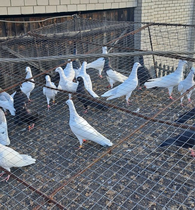 Sprzedam lot gołębi 70szt