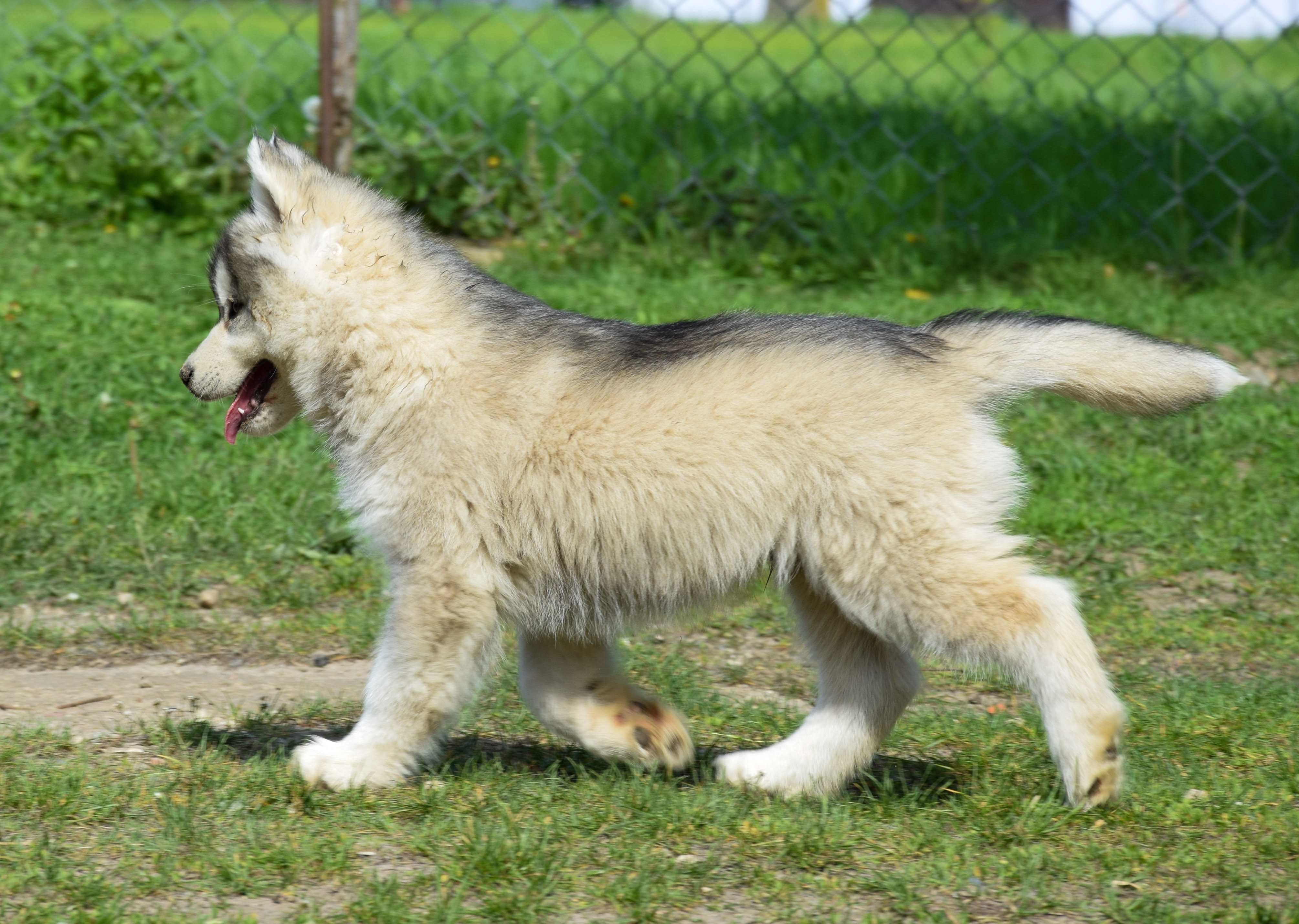 Siberian Husky Piesek