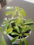 Planta natural,em crescimento.