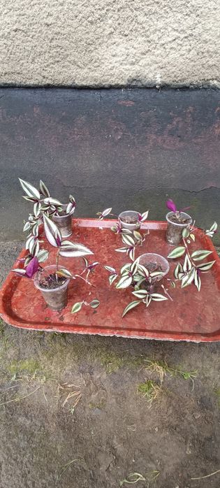 Хлорофітум, традиції, драцена, монстера Манкі