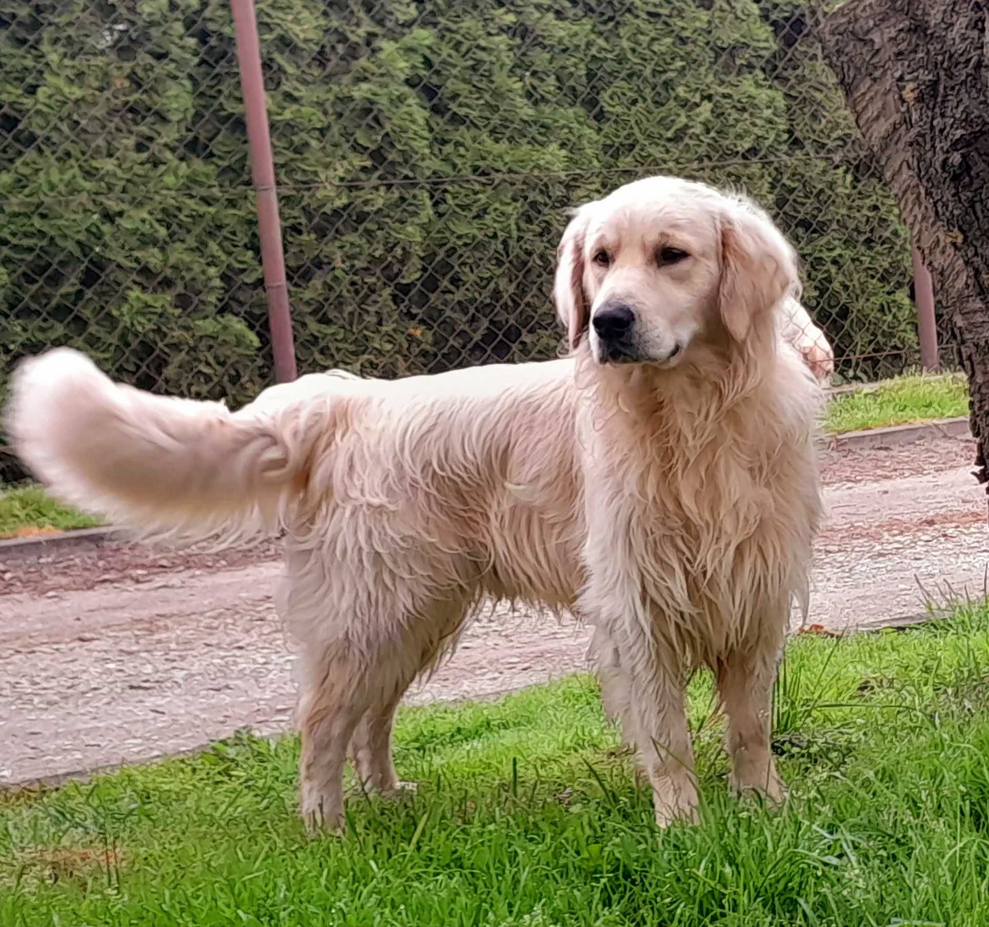 Golden retriever ..suczka ...